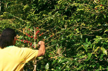 Jamaica Blue Mountain Ernte Jamaica Blue Mountain Ernte