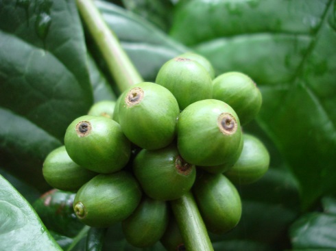 Robusta Single Origin Robusta single Origin