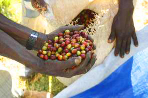 Roher Wildkaffee Äthiopien Roher Wildkaffee Äthiopien