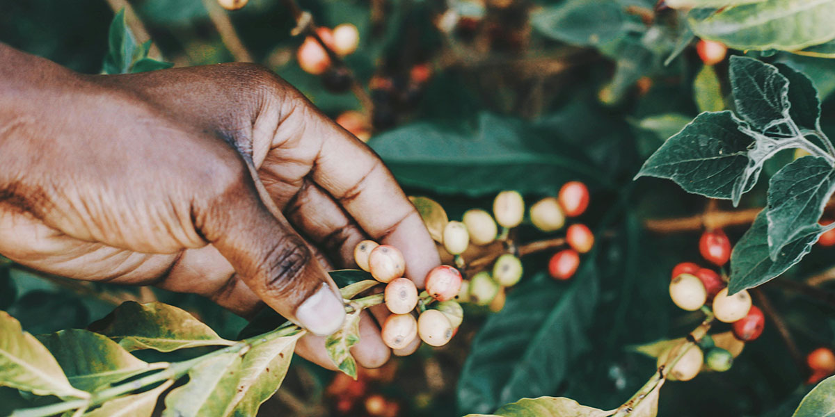 Beans Kaffeehandel - Kaffee im Wandel - Blog Kaffeeernte