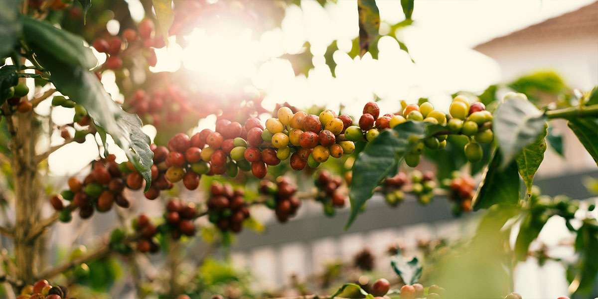 Beans Kaffeehandel - Kaffee im Wandel - Blog Rohkaffeepflanze