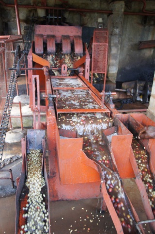 Coffeepulper and sorting Coffeepulper and sorting