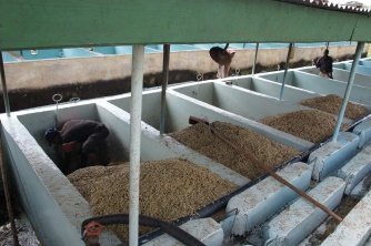 Coffee fermentation tank Coffee fermentation tank