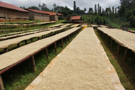 Coffee drying Coffee drying