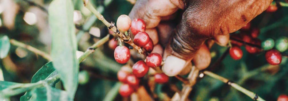 Coffee Harvest & Processing Coffee Harvest & Processing